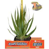 ราคา จันผาเลือดมังกร Dragon Blood Tree Dracaena Draco สูง 25 30 ซม (8338571454)