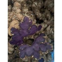 ราคา กระชายดำสด หัวกระชายดำ 1 กก (17866116921)