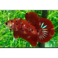 ราคา ปลากัดยักษ์คัดเกรดสวยงามไทย (21165315876)