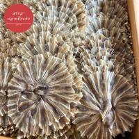 ราคา ปลาวง ปลากระเบนวงตากแห้ง ทอดกรอบอร่อย รสเค็มเล็กน้อย (7355697714)