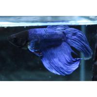 ราคา ปลากัดจีนคละสี ตัวผู้ 1 ตัว (19470300775)