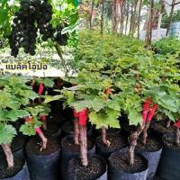 ราคา ต้นองุ่นพันธุ์แบล็คโอปอ ลูกดำกลมไร้เมล็ด หวานกรอบ​ ปลูกง่ายในเขตร้อน​ ทนแดด มีขนาด25เซ็น และ 90เซ็น (8776135234)