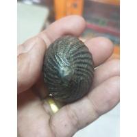 ราคา เบี้ยแก้พร้อมตะกรุดของหลวงปู่บุญวัดกลางบางแก้วจังหวัดนครปฐม (20839804352)