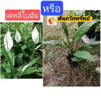 ราคา ต้น​กวัก​ทรัพย์​ ต้นเดหลีใบมัน​ ต้นเดหลี​ เดหลีใบมัน​ เดหลี​ หรือ​ กวัก​มงคล​ (11161664071)