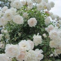 ราคา กุหลาบเลื้อยสีขาวพรอสเพอริตี้ ดอกหอมเลี้ยงง่าย ชอบแดด (5738681193)