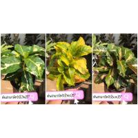 ราคา ต้นสามกษัตริย์ เงิน ทอง นาค ไม้มงคล ส่งพร้อมกระถาง 6” (3781745795)