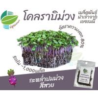 ราคา เมล็ดพันธุ์ ต้นอ่อน กะหล่ำปมม่วง (Purple Kohlrabi) 1,000 เมล็ด (11053228408)