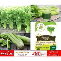 ราคา [10แถม1] เมล็ดพันธุ์ เซเลอรี่ Celery ขนาดบรรจุประมาณ 2,000 เมล็ด ขึ้นฉ่ายฝรั่ง คื่นฉ่ายฝรั่ง ขึ้นช่าย คึ่นช่าย คื่นฉ่าย (2345041584)