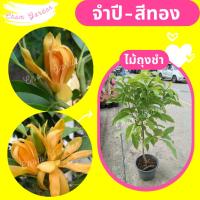 ราคา ต้นจำปีสีทอง #จำปี #จำปีสีทอง ฟอร์มสวย (3781646213)