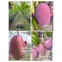 ราคา ต้นมะม่วงแดงจักรพรรดิ ต้นเสียบยอด 50-60 ซม. (5872506852)