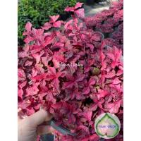 ราคา มณีล้อมเพชร ไม้มงคล สีสวย ไม้คลุมดิน ส่งทั้งกระถาง 8 นิ้ว ต้นไม้มงคล ใบสีแดง (5463158642)