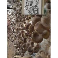 ราคา เห็ดนางฟ้าภูฐานชุด20ก้อน200บาทพร้อมคู่มือ (10345815822)