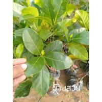 ราคา ต้นขนุนเพชรราชา ขนุนยวงยักษ์ (3449531684)