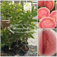 ราคา ฝรั่งหงเป่าสือแท้(ในถุงชำ)ฝรั่งไส้แดงเนื้อนิ่มหวาน กิ่งตอน60cm (4051579385)