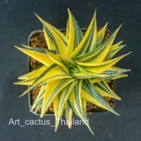 ราคา ยิมโนด่าง (name:ม้าเวียนด่าง) กระบองเพชร แคคตัส **ของมีพร้อมส่ง** (ส่งทั้งกระถาง) Gymnocalycium mihanovichii (3884847842)