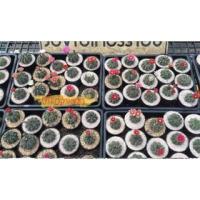 ราคา ขายส่ง !! บัลเดียนั่มไซส์ M แบบถอดราก (4049421857)