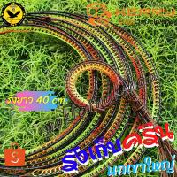 ราคา รังเก็บครืนนก รังเก็บครืนนกเขาใหญ่ รังครุนนกเขา รังเก็บครืน รังยาว 40 ซม. สีสวย งานละเอียด ปราณีต น่าใช้ พร้อมส่ง (4126413309)