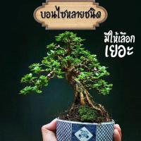ราคา (บอนไซ) มีหลายชนิดให้เลือก เพรมน่า ม่วงเจริญ บ๊วยน้ำ หมากเมเปิ้ล สนดำ มะสัง แก้วแคระ หูกระจง เชอรี่แคระ. (7544567120)