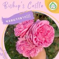ราคา กุหลาบ Bishop's Castle บิชอป ดอกสวยหอมฟินสุดๆ ปลูกทำซุ้มสวยมาก (5543577783)