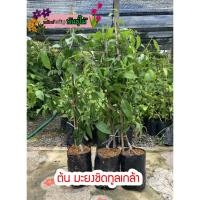 ราคา ต้นมะยงชิดทูล​เกล้าแบบทาบกิ่ง​ มะยงชิดไข่ไก่ สูง 70-80 cm. ติดลูกใน 1ปี พร้อมส่ง (4031719995)
