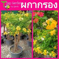 ราคา ต้นผกากรอง #ผกากรอง ดอกผกากรอง (8459239571)