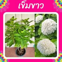 ราคา ต้นเข็มขาว #เข็มหอม #ดอกเข็ม #เข็มขาว (6681755778)