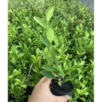 ราคา ต้นไทรเกาหลี ต้นละ 4 บาท รวมค่าส่งแล้ว ไทรเกาหลี ขั้นต่ำ 50 ต้น (สำหรับลูกค้าสั่ง 50 ต้นขึ้นไป) (8469303356)