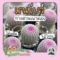 ราคา ต้นเรนโบว์ - ไม้เพาะในไทย (Echinocereus Rigidissimus) ไม้เพาะเมล็ด - ต้นกระบองเพชร ราคาถูกต้นแคคตัส❤️ (7390860798)