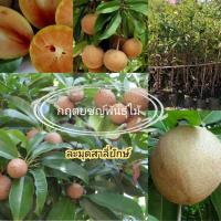 ราคา ต้นละมุดสาลี่ยักษ์ พันธุ์​แท้กิ่งตอน 80cm-1เมตร (7940154009)