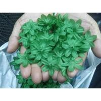 ราคา ใบมังคุด #โปรยทาน #เหรียญโปรยทาน #ห่อเหรียญ มี 100 ชิ้น (2158410013)