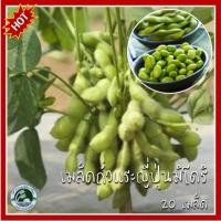 ราคา 20 เมล็ด ถั่วแระญี่ปุ่นมิโดริ Midori Giant Edamame เมล็ดถั่วแระญี่ปุ่น เมล็ดถั่วแระ เมล็ดพันธุ์ถั่วแระ ถั่่วแระญี่ปุ่น (7179385132)