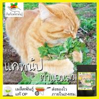ราคา เมล็ดพันธุ์ แคทนิป ตำแยแมว 1000 เมล็ด Catnip Seed เมล็ดพันธุ์แท้100%นำเข้าจากต่างประเทศ ปลูกผัก สวน ตำแยแมว ต้นแคทนิป (8312488270)