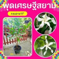 ราคา ต้นพุดเศรษฐีสยาม #พุดเศรษฐี #กังหันลมยักษ์ (9306365066)