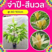 ราคา ต้นจำปี #จำปี #จำปีสีนวล #ดอกจำปี 80-100cm. (10601282810)