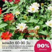 ราคา เมล็ดพันธุ์ ดอกบานชื่นหนู 400 เมล็ด บานชื่นหนู บานชื่น ✅ราคาถูกปลูกง่าย ดอกสวยมากซื้อ10แถม1 คละได้ (1547503125)