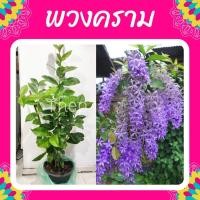 ราคา ต้นพวงคราม #พวงคราม #พวงครามออสเตรเลีย#ไม้เลื้อยดอกสีม่วง (6781204792)