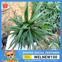 ราคา หญ้าหนวดปลาดุกแคระ ขั้นต่ำ 20ต้น หญ้าปูพื้น คลุมดิน แต่งสวน ไม่ต้องตัดหญ้าบ่อยๆ หนวดปลาดุกแคระ (4433218793)