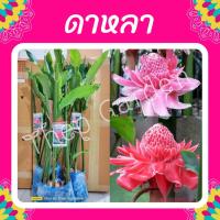 ราคา ต้นดาหลา ดอกดาหลา #ดาหลา บันไดพระอินทร์ บันไดสวรรค์ (2985053849)