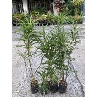 ราคา ต้นโกสนพันธุ์ แซ่ม้า สูง 50-70 ซม รวม 4 ต้น 80 บาท Patsorntree (23516863962)
