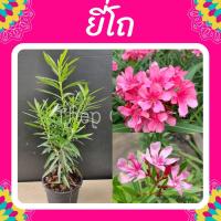 ราคา ต้นยี่โถ #ยี่โถ #ดอกยี่โถ #ยี่โถสีชมพู #ยี่โถสีแดง กระถาง 11 นิ้ว (5944955714)