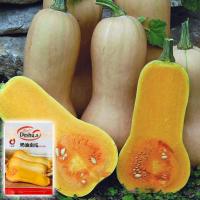 ราคา ลด 50% ใส่โค้ด INCLZ33 เมล็ดบัตเตอร์นัทสควอช 20เมล็ด Butternut Squash Seeds เมล็ดฟักทองบัตเตอร์นัท (4189258680)