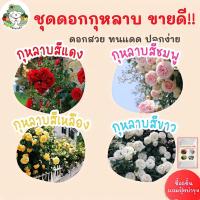 ราคา เมล็ดพันธุ์ ชุดดอกกุหลาบ ขายดี ดอกสวย สีสดใส ปลูกง่าย โตไว นำเข้า พร้อมส่ง กุหลาบเลื้อยสีแดง/สีชมพู/สีขาว/สีเหลือง ขายดี (8653494336)
