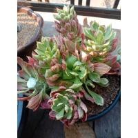 ราคา พญานาคราชด่าง ตัดสด 9-11ซม. 30บาท ตัดสดสวยๆเอาไปปักชำเอง (7981330403)