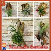 ราคา ทิลแลนเซีย ติดขอนไม้ สับปะรดสีรากอากาศ ติดขอนไม้ พร้อมแขวน (15636209759)