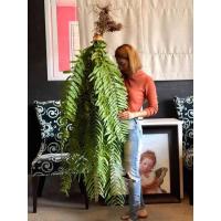 ราคา เฟิร์นสไบนาง ต้นเฟิร์น (8875489740)
