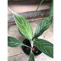 ราคา อโกลนีมา คฑาเงิน ไม้มงคล ไม้ประดับ (5394410328)