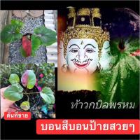 ราคา บอนสีท้าวกบิลพรหม บอนเก่าหายาก บอนสีบอนป้ายด่างฮาฟสวยๆ (17033283058)