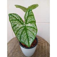 ราคา บอนสี อิเหนา #อิเหนา #บอนสี #ไม้ประดับ #caladium (5664118225)