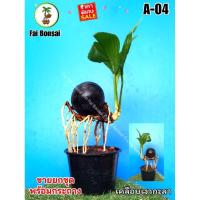 ราคา A-04 มะพร้าวบอนไซ เพื่อไปปลูกต่อทำบอนไซ คัดเกรดแล้ว ตกแต่งราก เคลือบเงา ส่งทั้งต้นและกระถาง ร้านฝ้ายบอนไซ Faibonsai (22551938172)