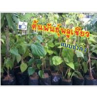 ราคา ต้นพันธุ์พลูเขียว พลูกินหมาก ใช้รับประทาน ประกอบบายศรี เครื่องเส้นไหว้ (1 ต้น/แพ็ค) (3440412092)